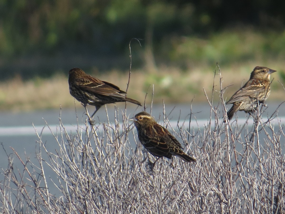 Red-winged Blackbird - ML644671559