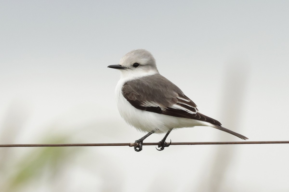 White-rumped Monjita - ML644671560