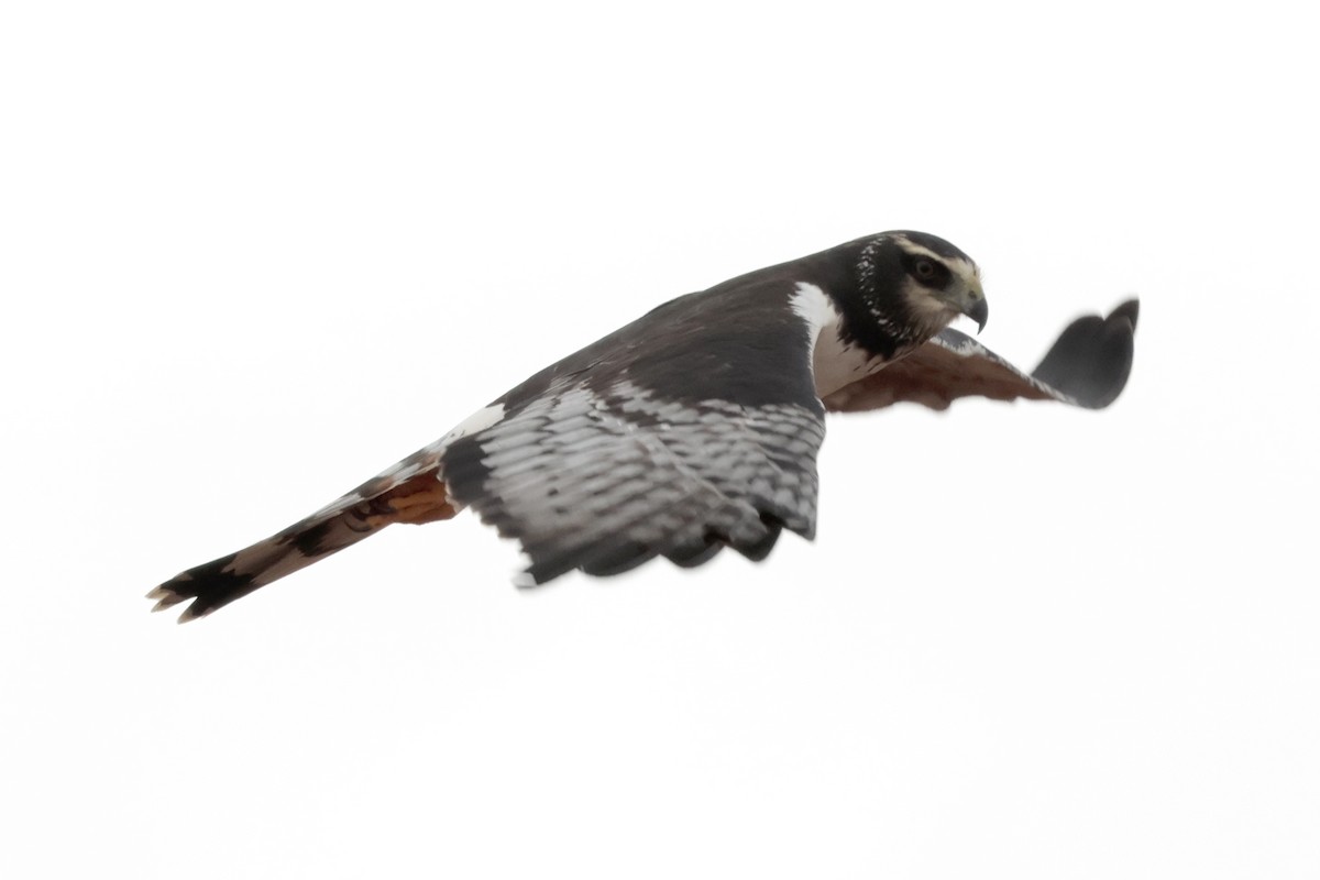 Long-winged Harrier - ML644671562