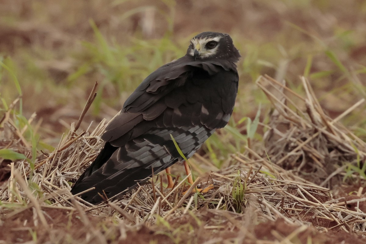 Long-winged Harrier - ML644671563