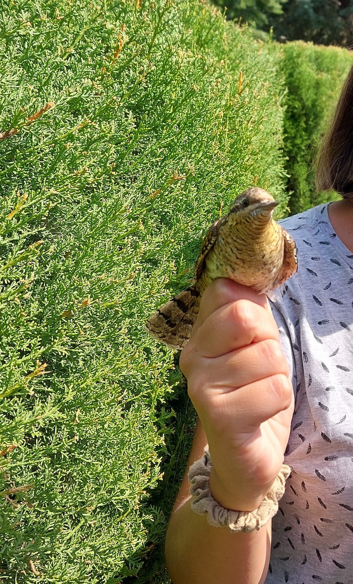 Eurasian Wryneck - ML644671564