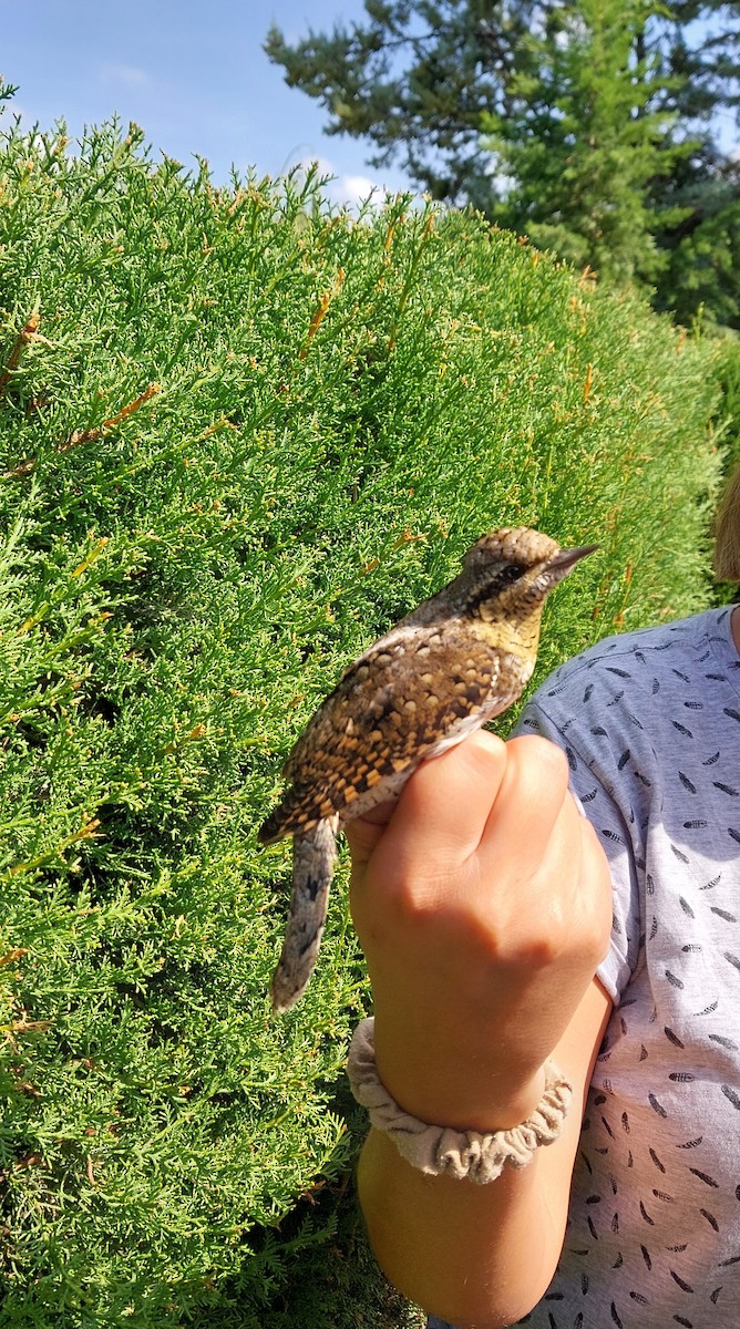 Eurasian Wryneck - ML644671565