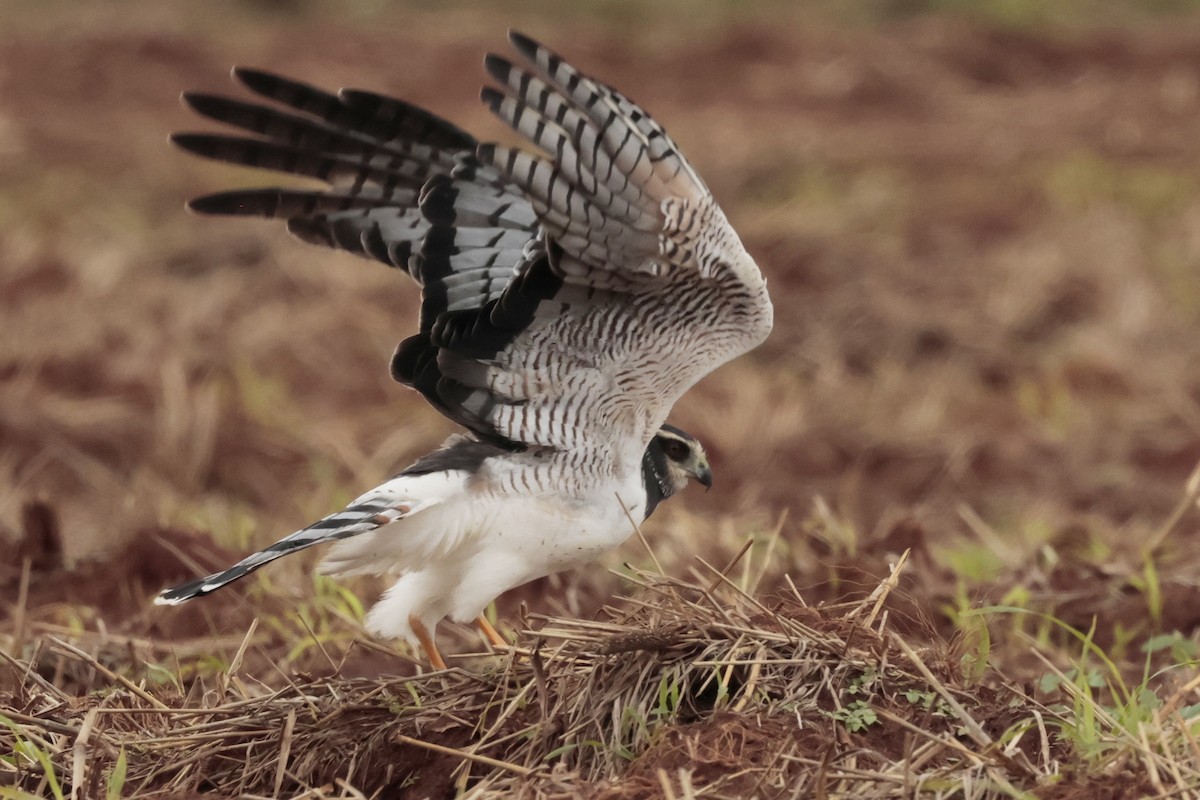 Long-winged Harrier - ML644671566