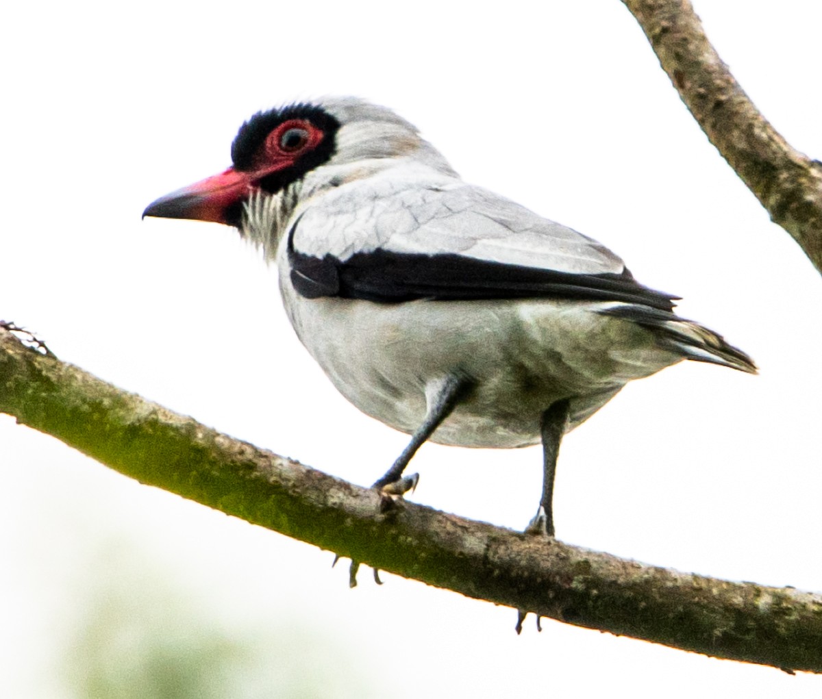 Masked Tityra - ML644671568