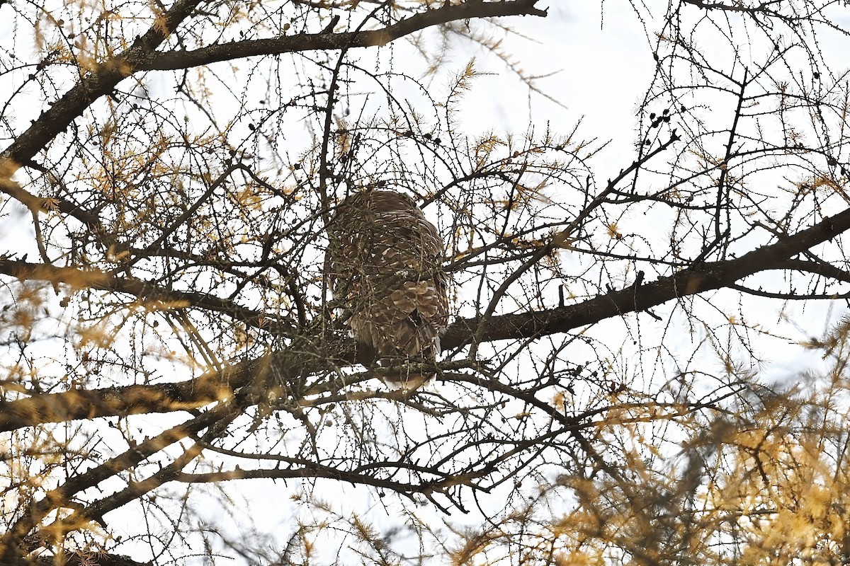 Barred Owl - ML644671569