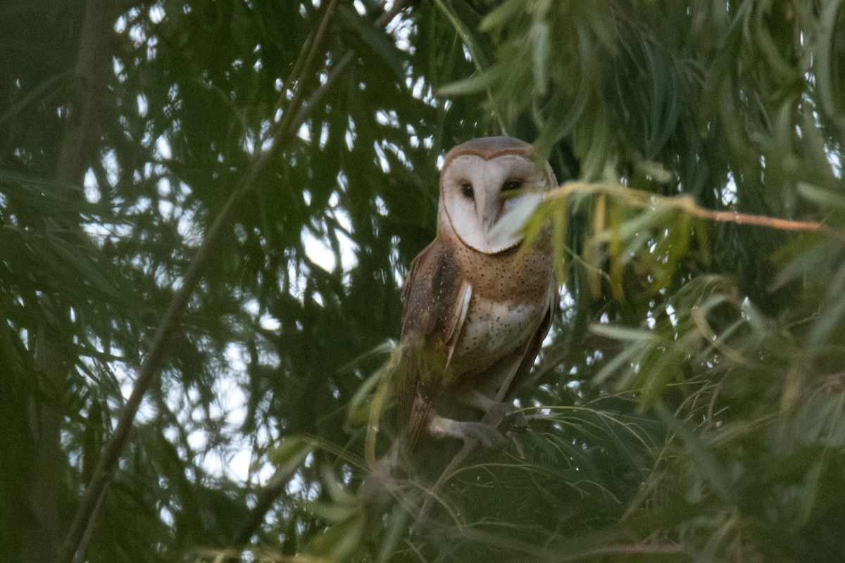American Barn Owl - ML644671572