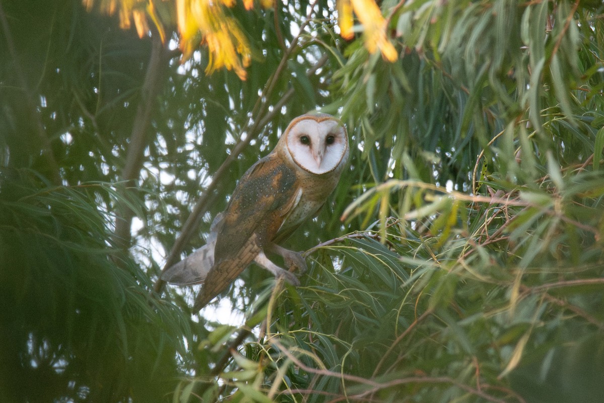 American Barn Owl - ML644671573