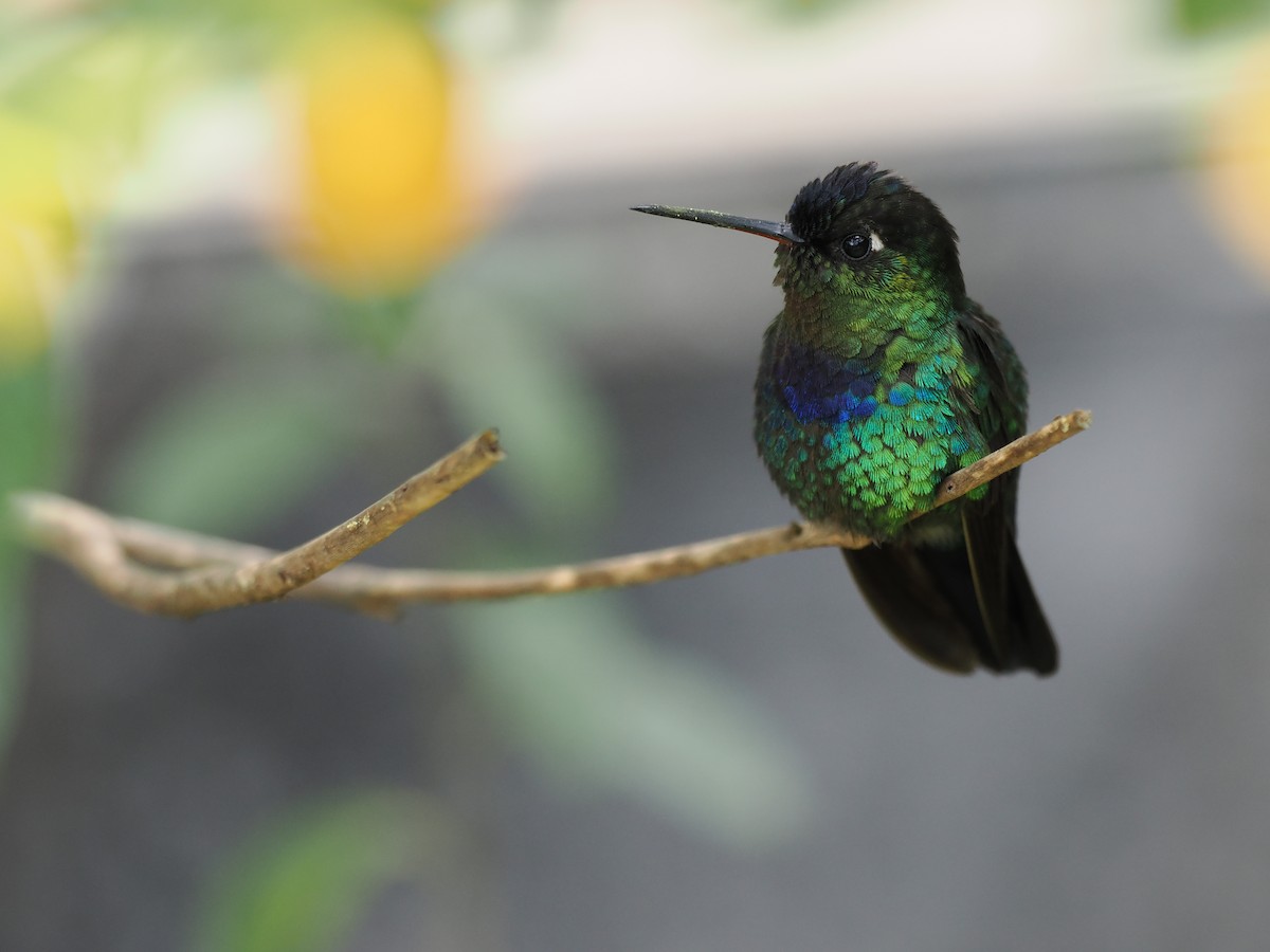 Feuerkehlkolibri - ML644671574