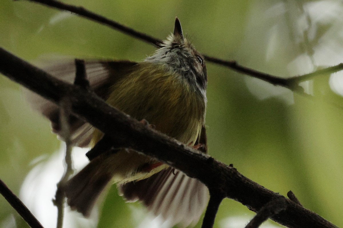 Ohrfleck-Zwergtyrann - ML644671581