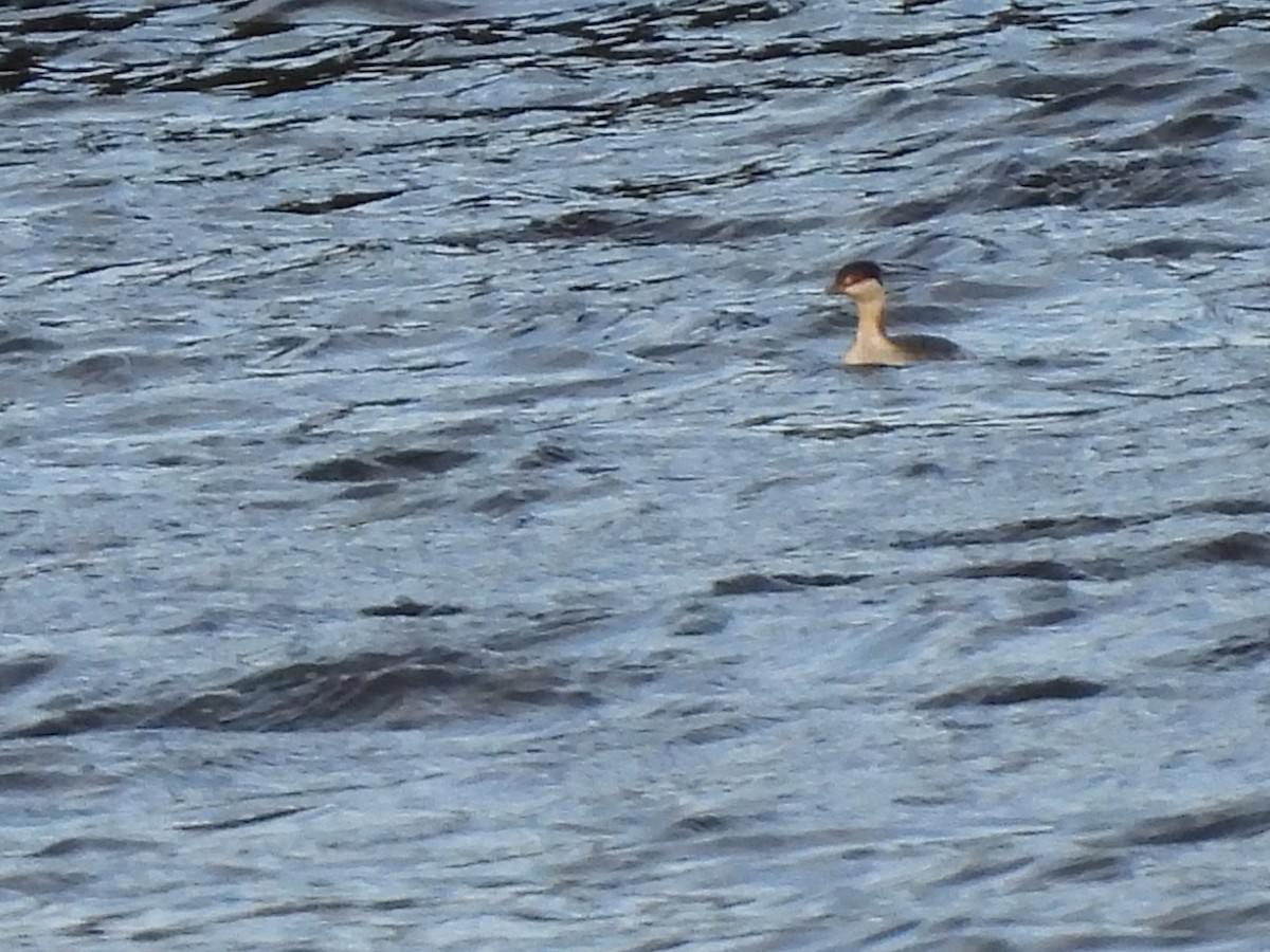 角鸊鷉 - ML644671586