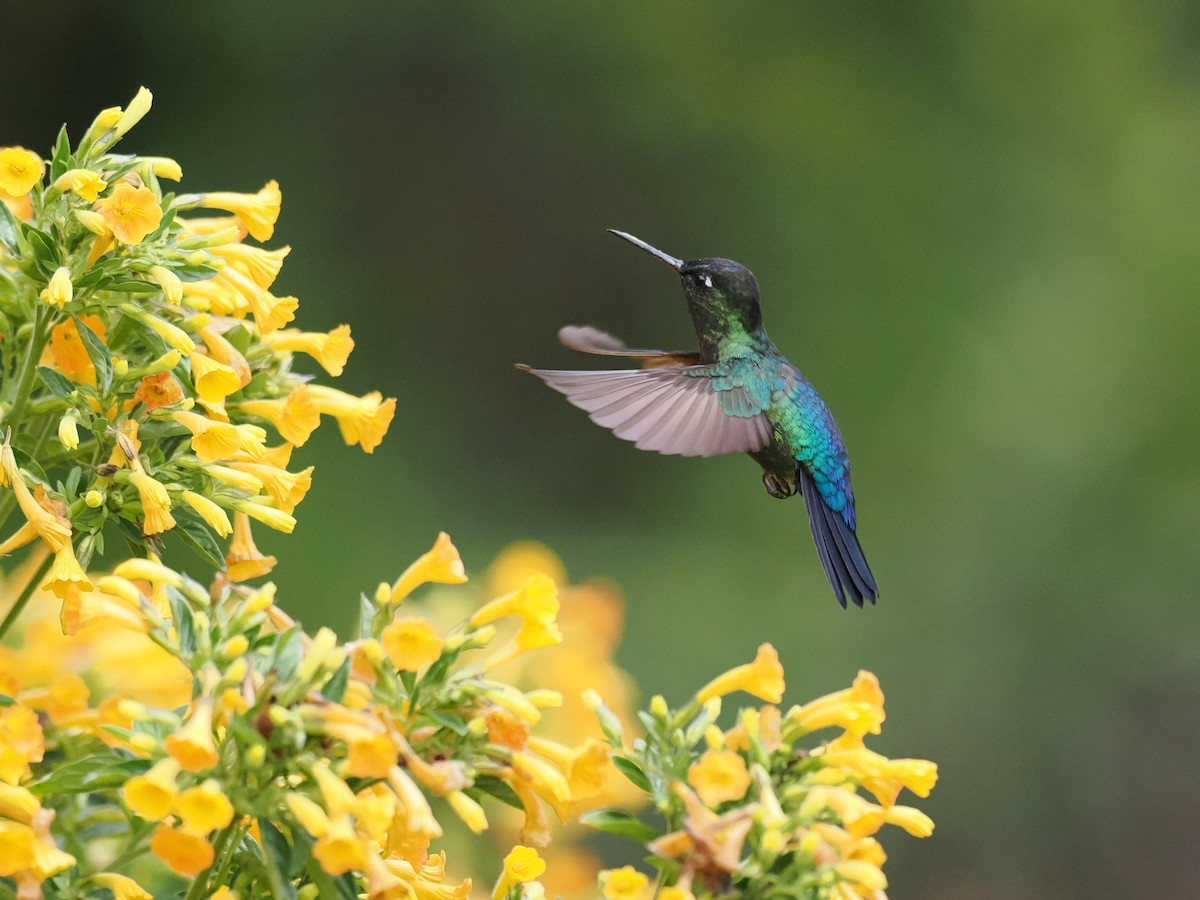 Feuerkehlkolibri - ML644671598