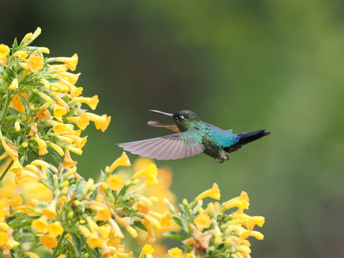 Feuerkehlkolibri - ML644671599