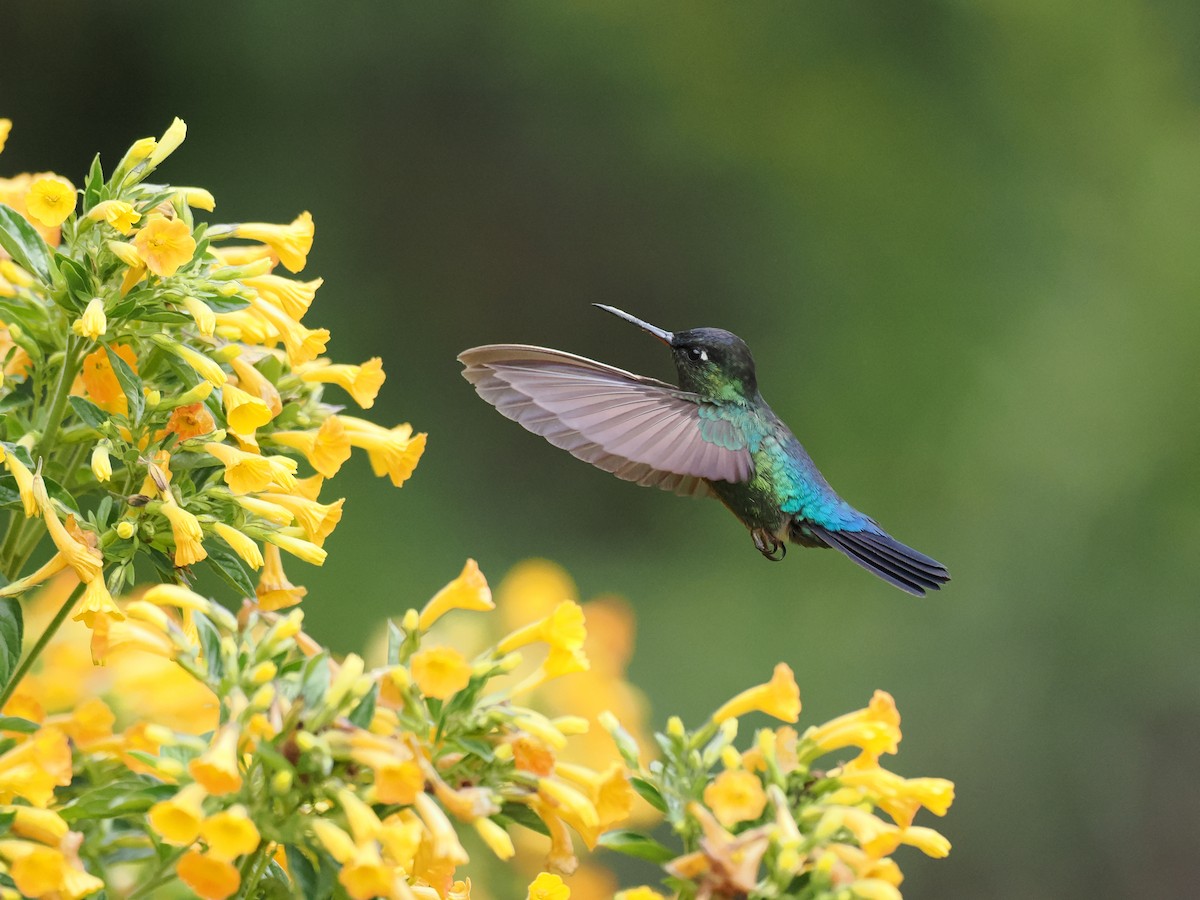 Feuerkehlkolibri - ML644671600