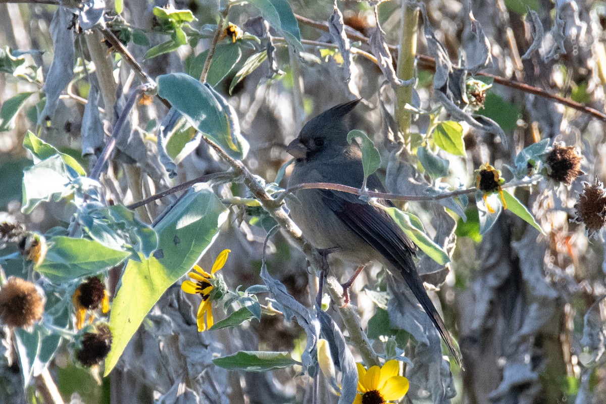 Pyrrhuloxia - ML644671601