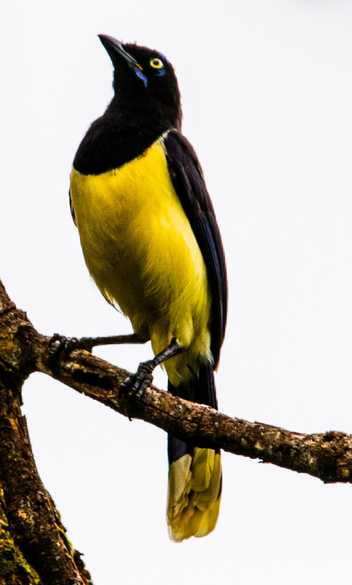 Black-chested Jay - ML644671602