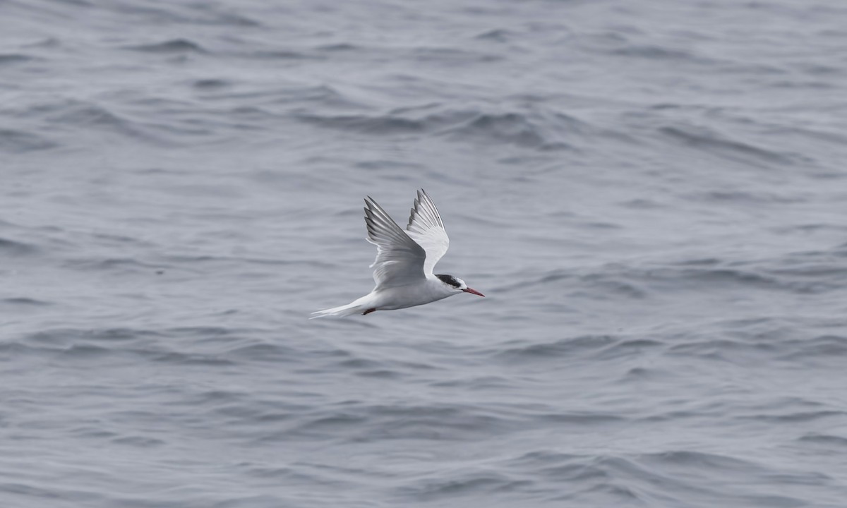 Falklandseeschwalbe - ML644671605