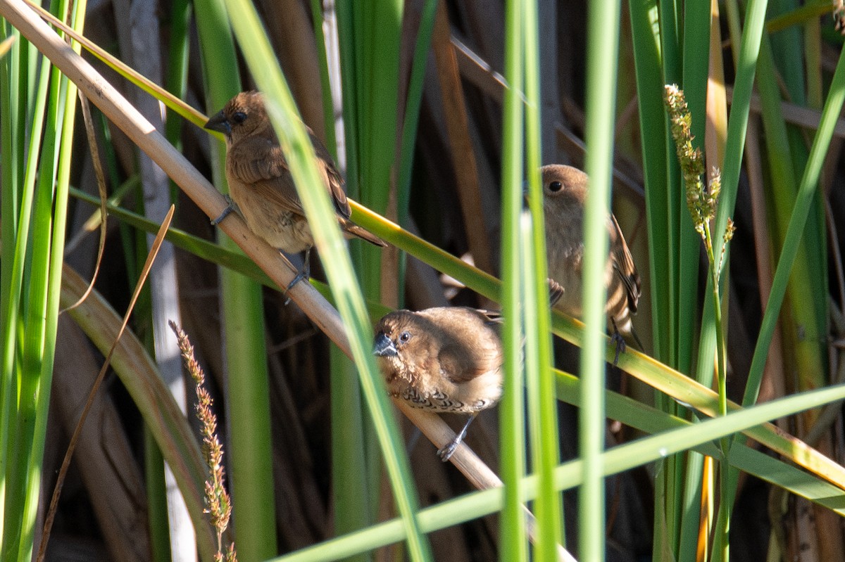 Scaly-breasted Munia - ML644671614