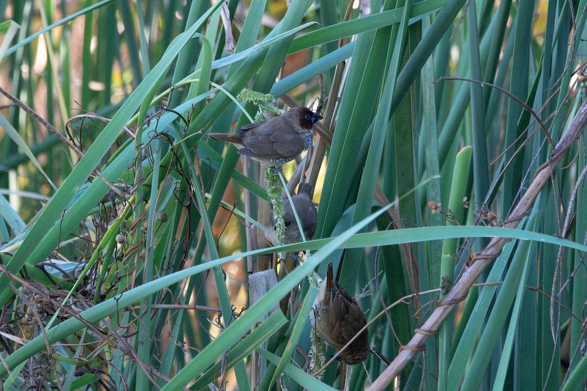 Scaly-breasted Munia - ML644671615