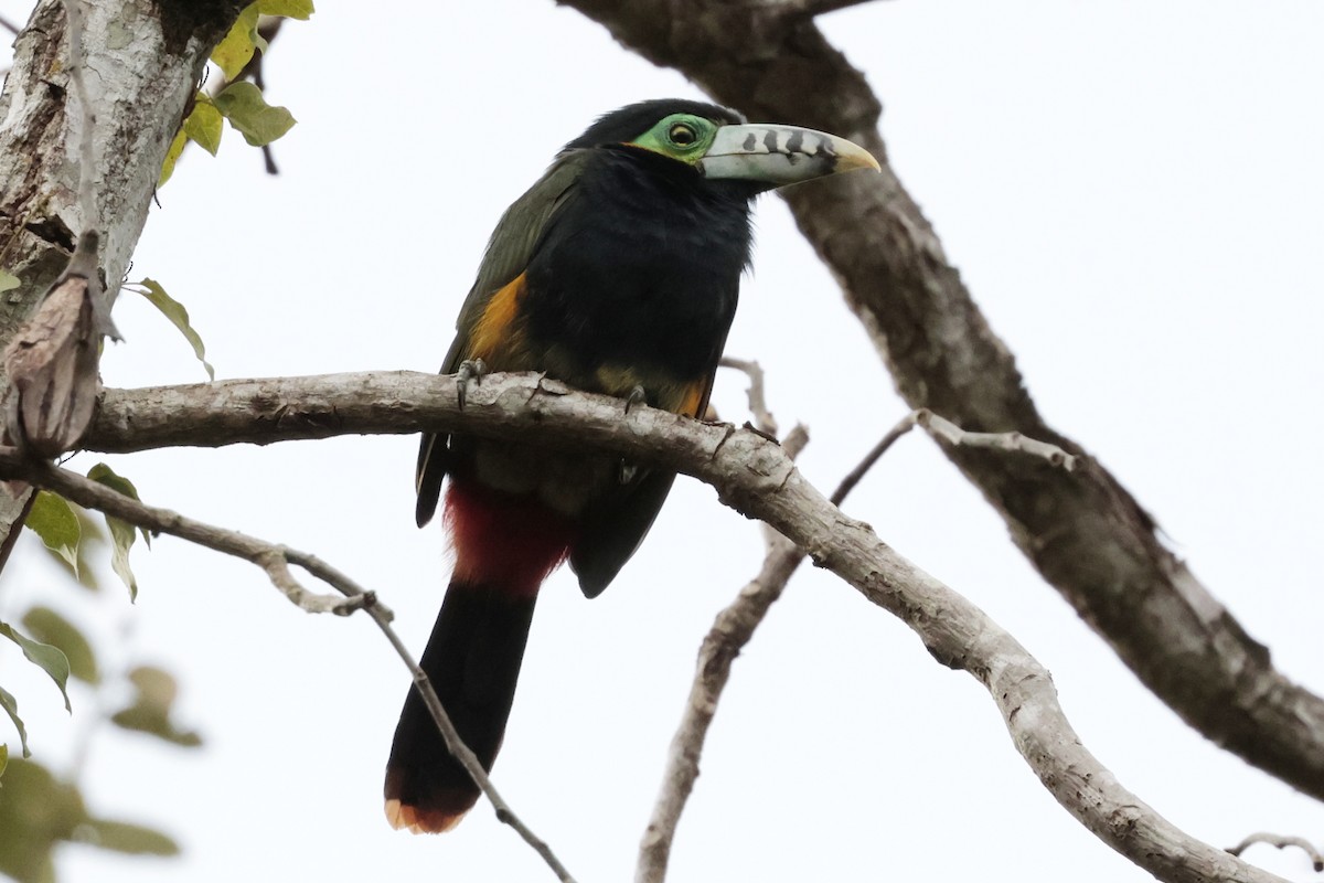 Fleckenarassari - ML644671616