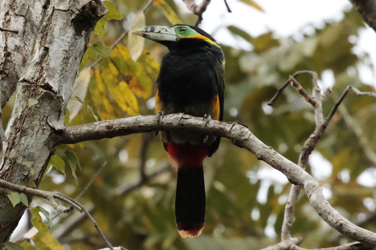 Fleckenarassari - ML644671617