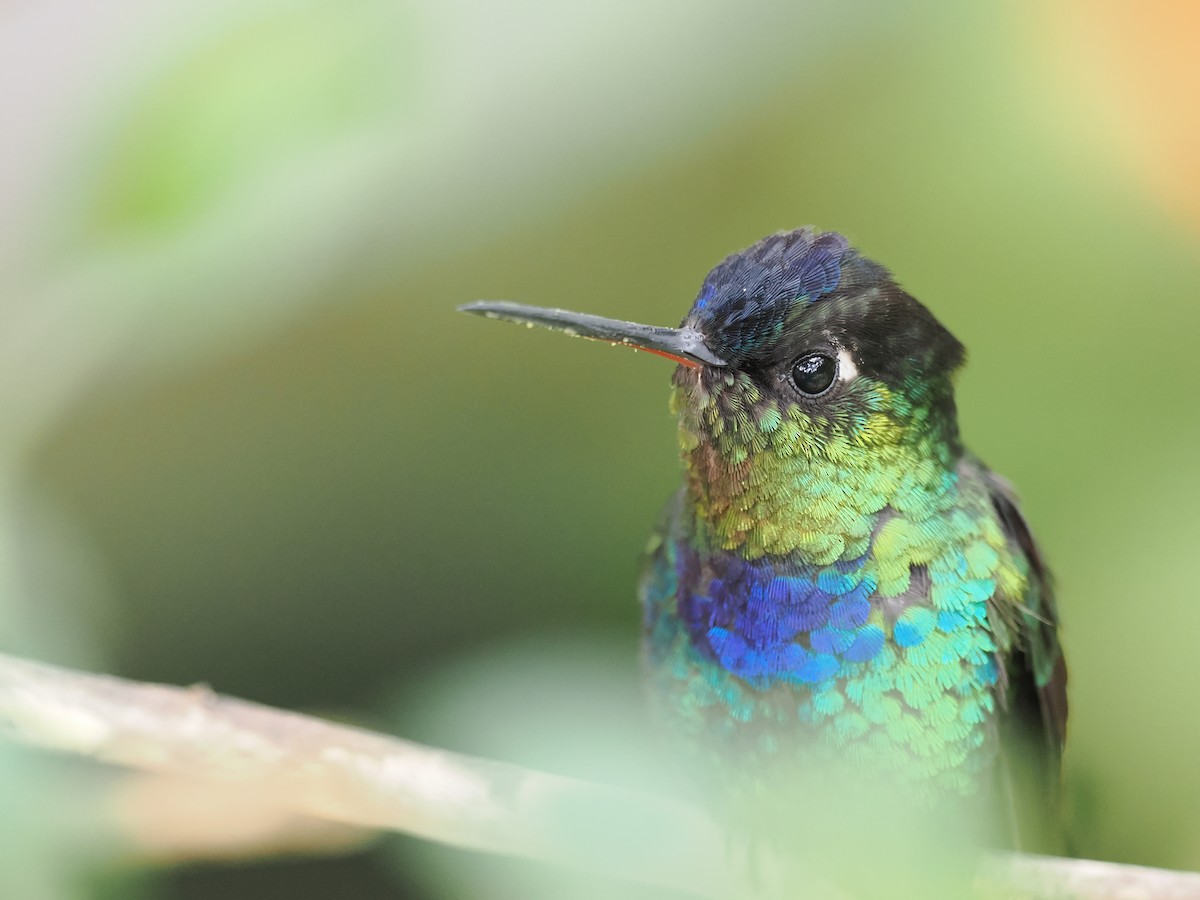 Fiery-throated Hummingbird - ML644671632