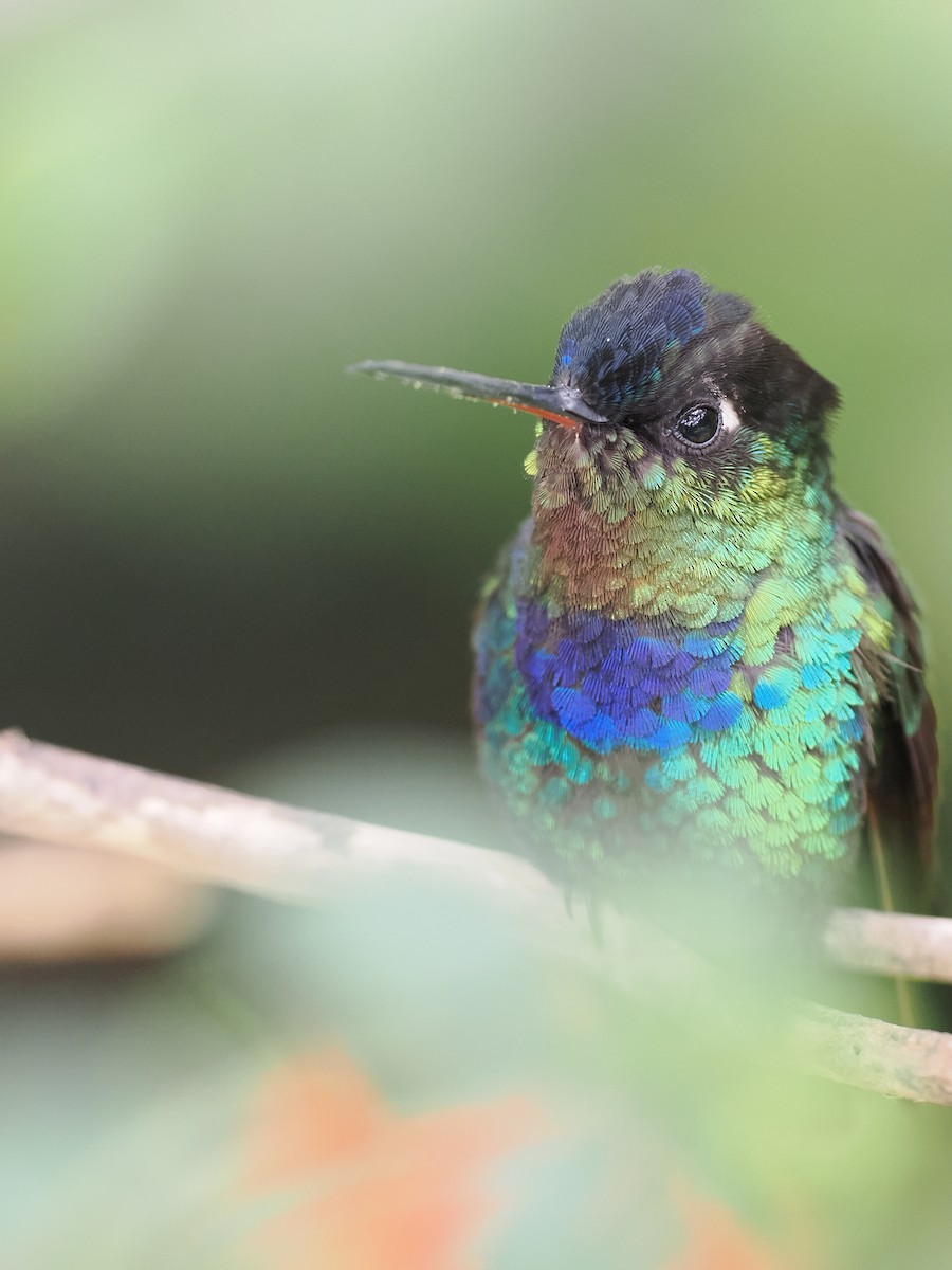 Feuerkehlkolibri - ML644671633