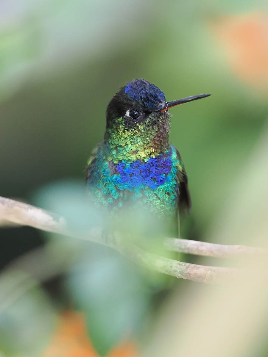 Fiery-throated Hummingbird - ML644671634