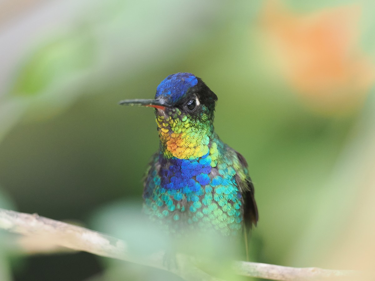 Feuerkehlkolibri - ML644671635