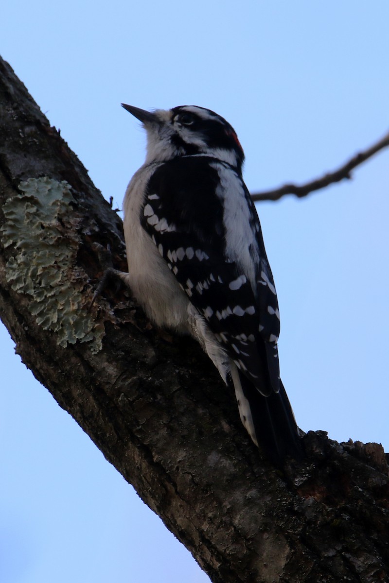 Дятел пухнастий - ML644671642