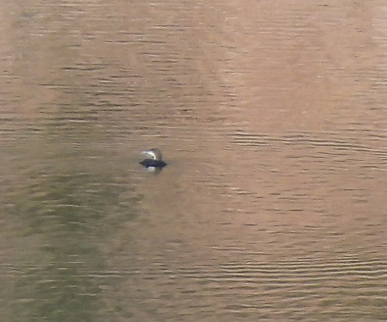 Common Loon - ML644671643