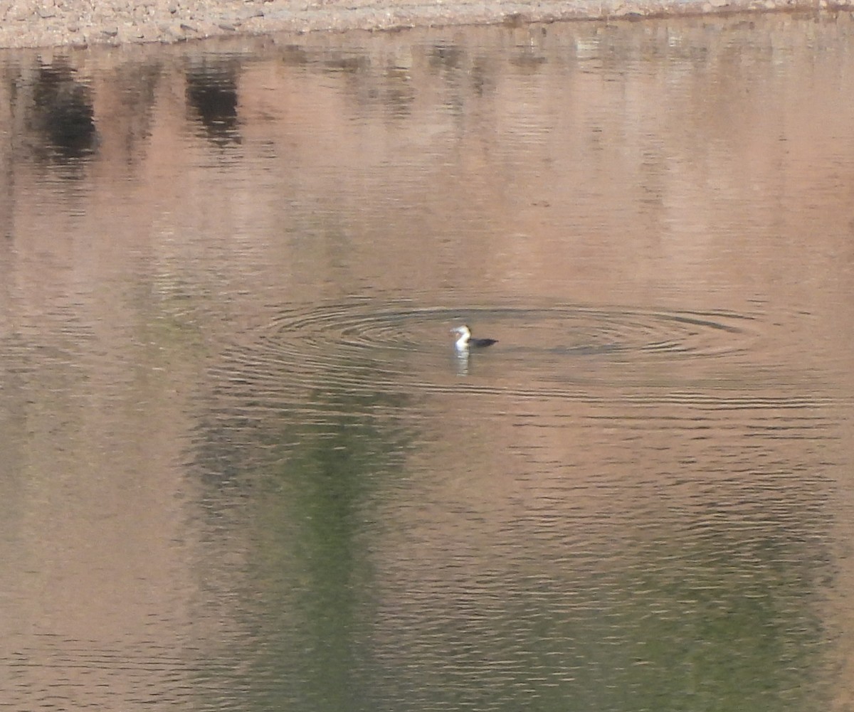 Common Loon - ML644671644