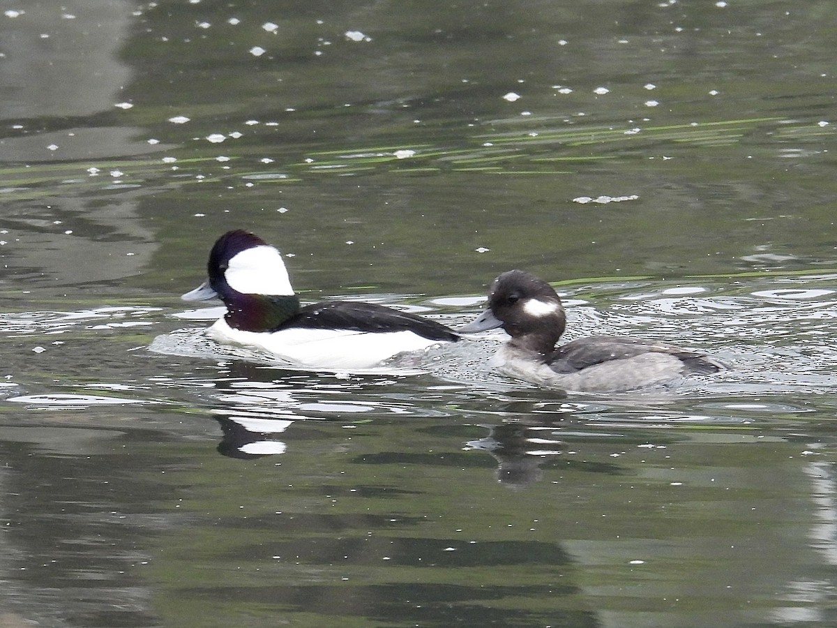 Bufflehead - ML644671645