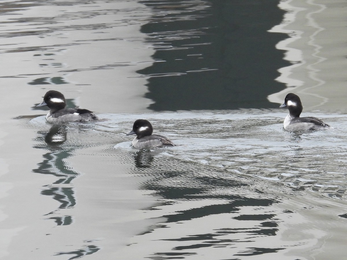 Гоголь-головастик - ML644671646