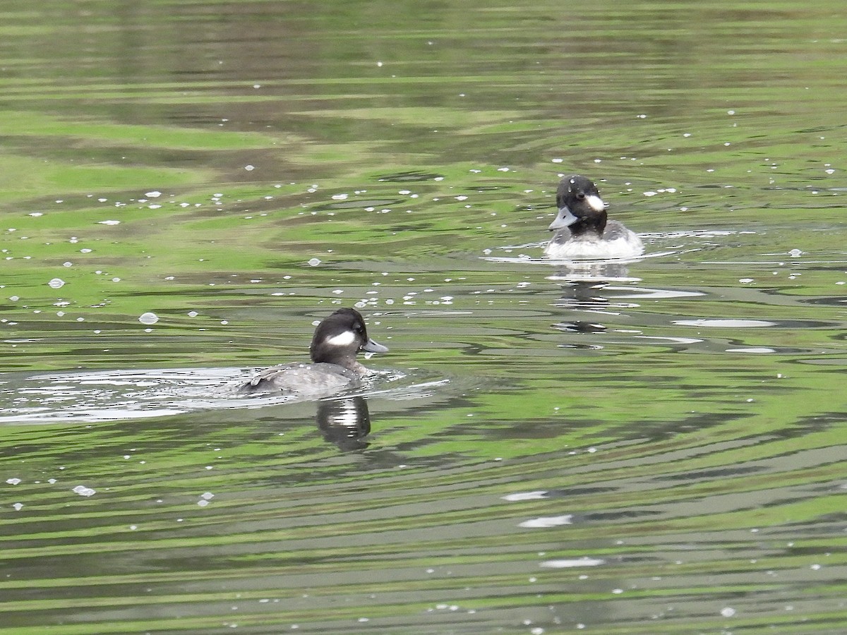Bufflehead - ML644671647