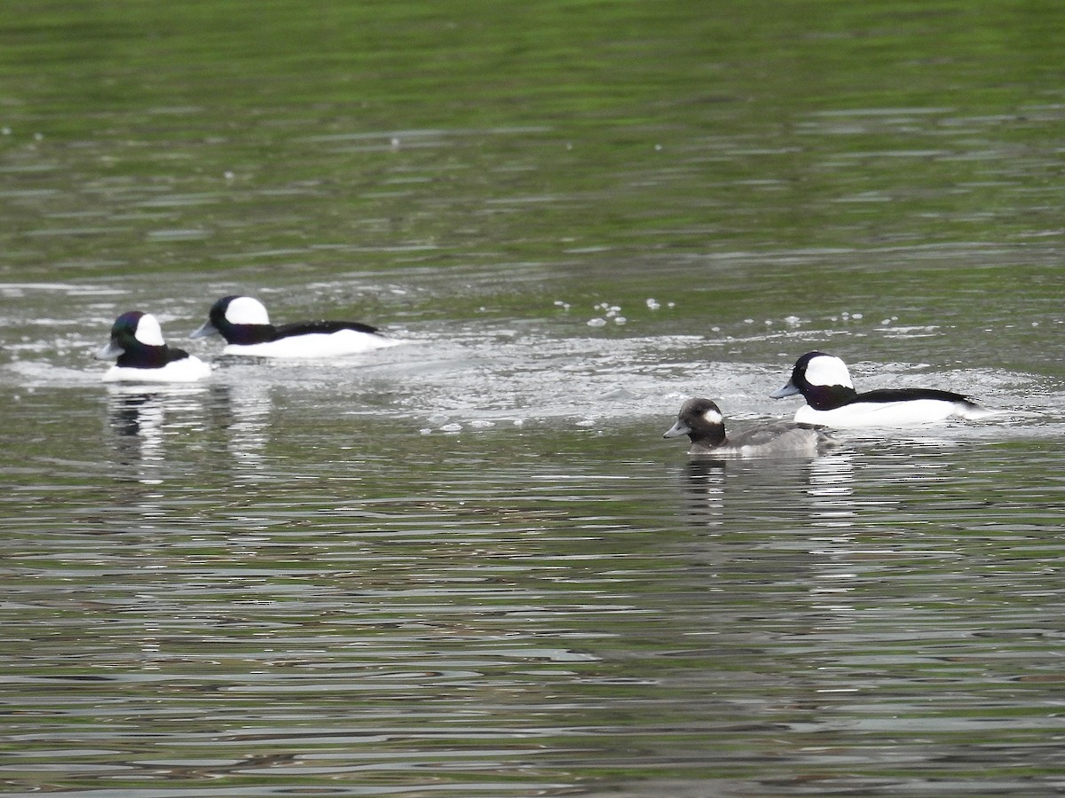 Bufflehead - ML644671648