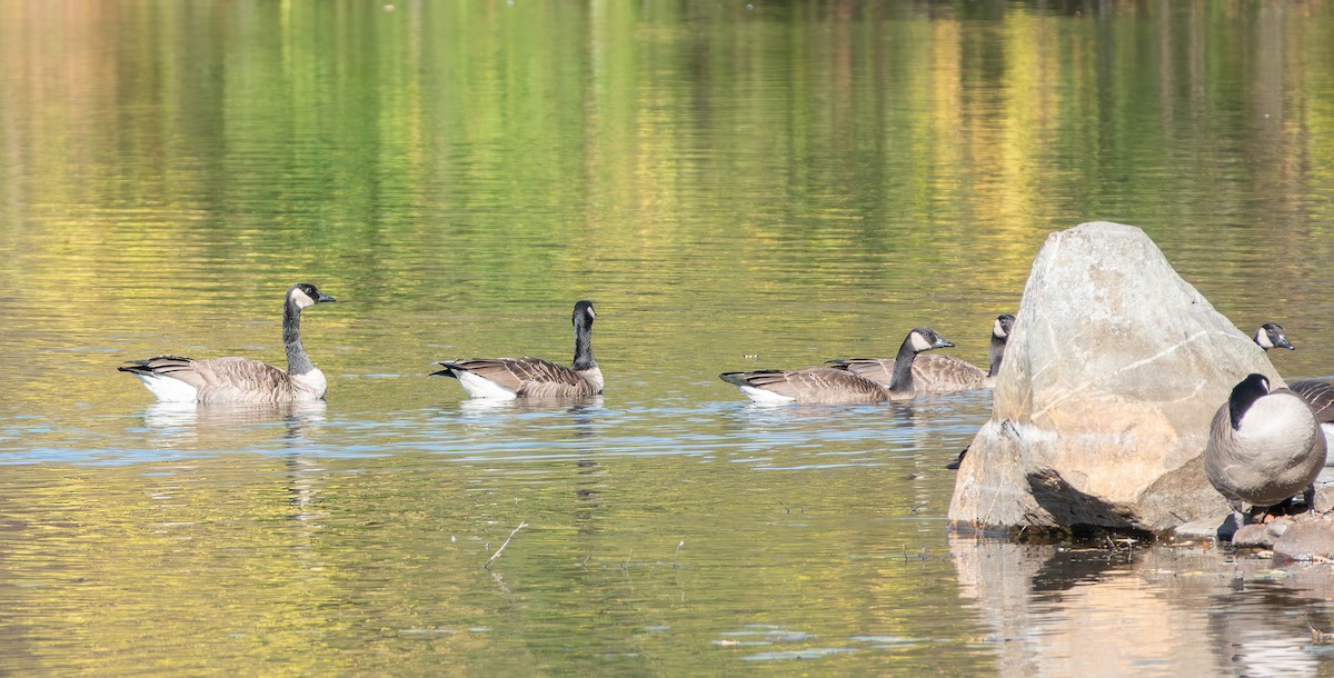 Canada Goose - ML644671649