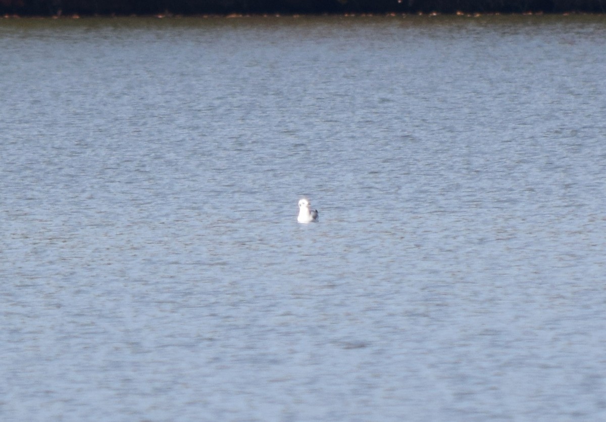 Bonaparte's Gull - ML644671651