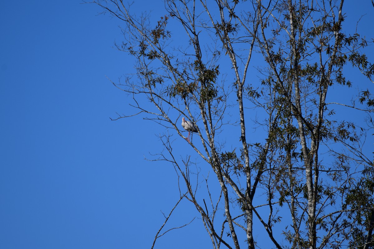White Ibis - ML644671655