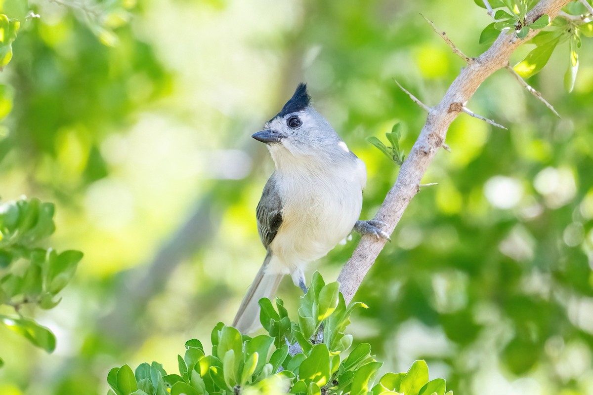 Black-crested Titmouse - ML644671656