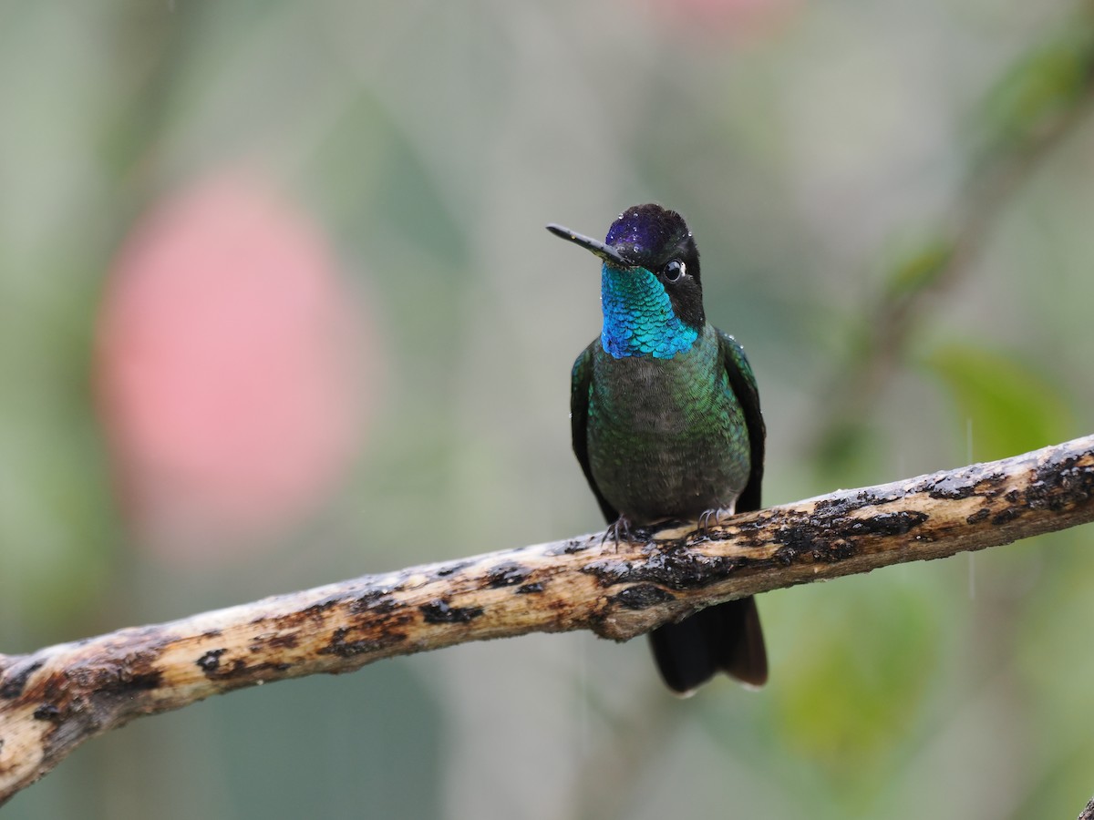 Talamanca Hummingbird - ML644671659