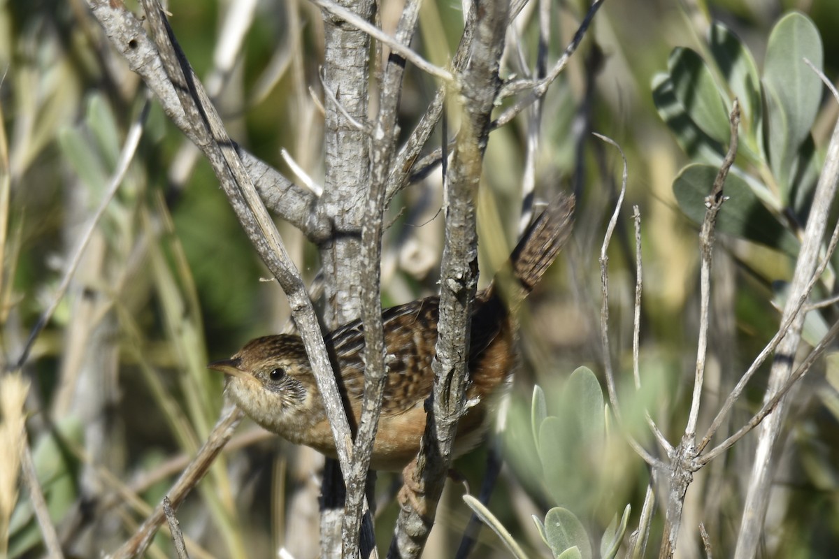 Sedge Wren - ML644671660