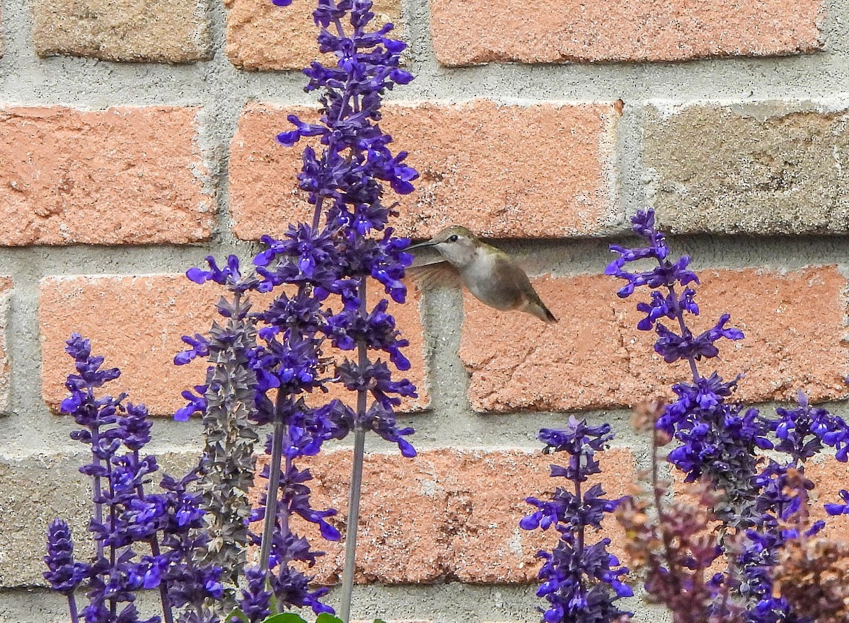 Black-chinned Hummingbird - ML644671662