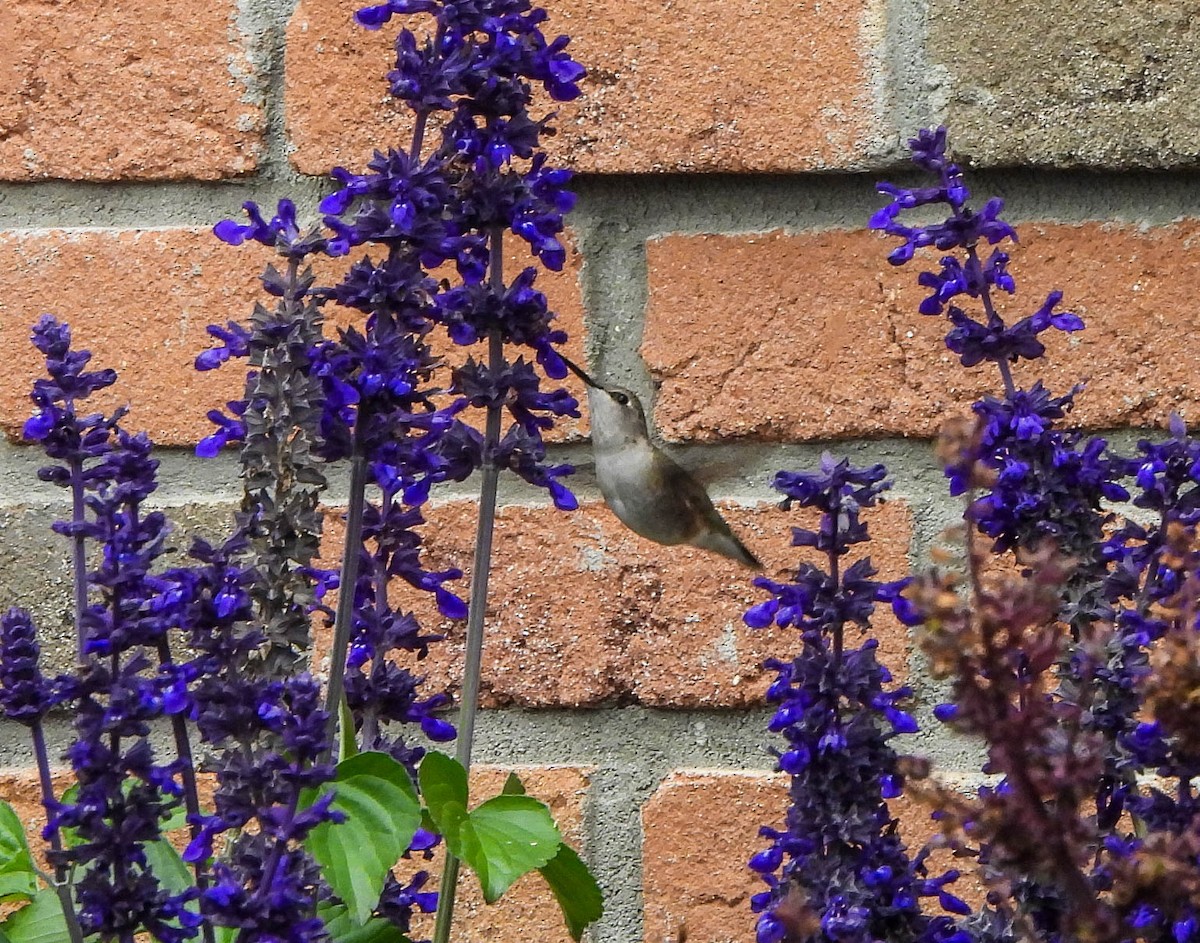 Black-chinned Hummingbird - ML644671663