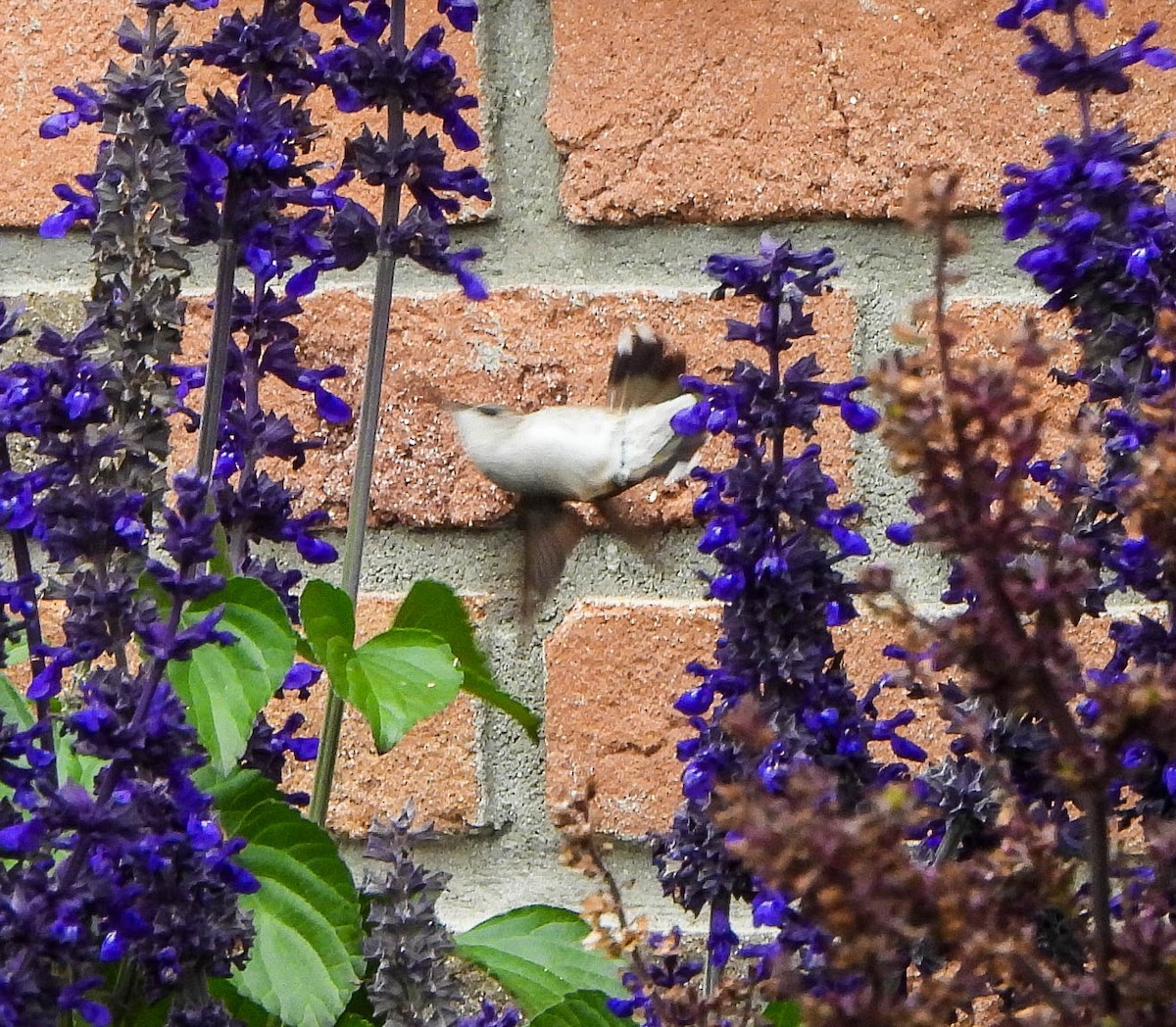 Black-chinned Hummingbird - ML644671664