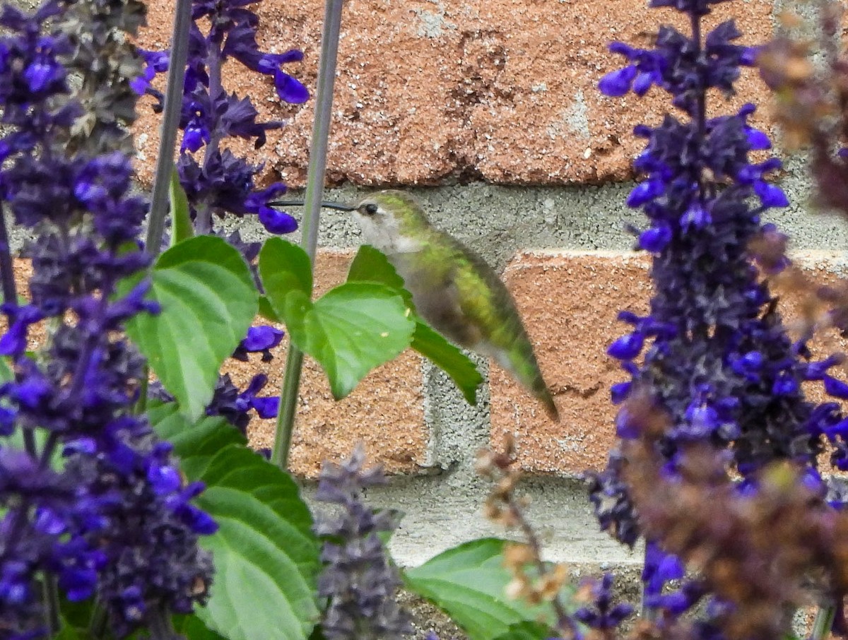 Black-chinned Hummingbird - ML644671665