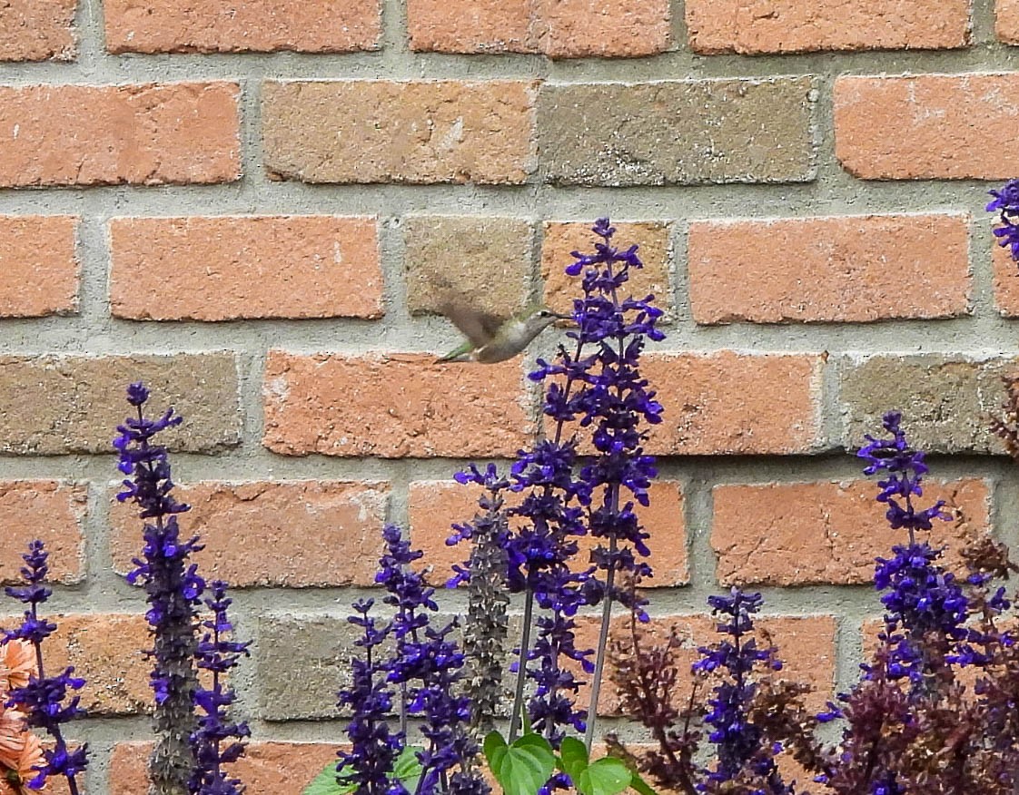 Black-chinned Hummingbird - ML644671666