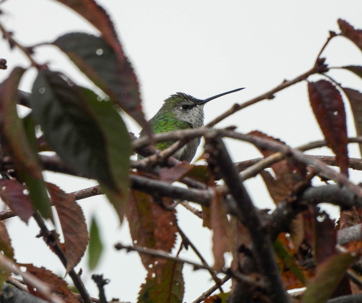 Black-chinned Hummingbird - ML644671667