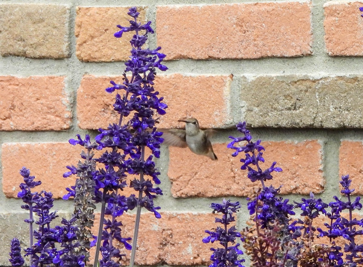 Black-chinned Hummingbird - ML644671668
