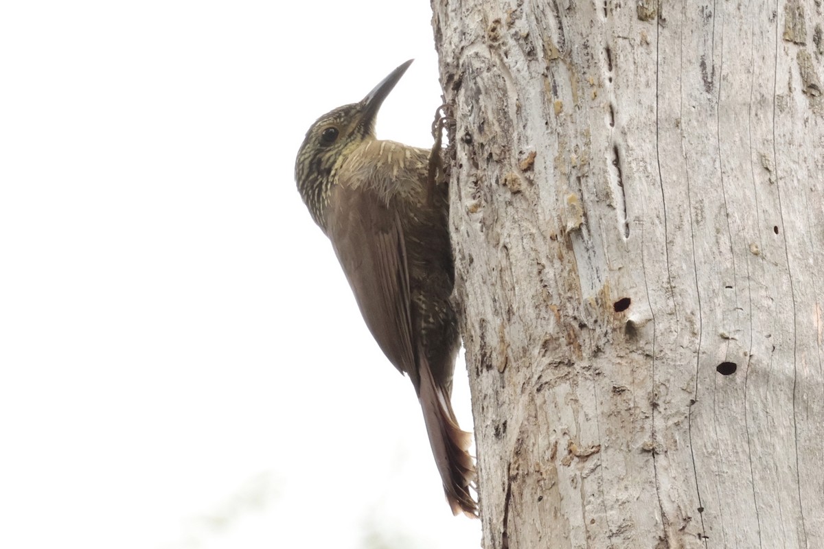 Planalto Woodcreeper - ML644671670