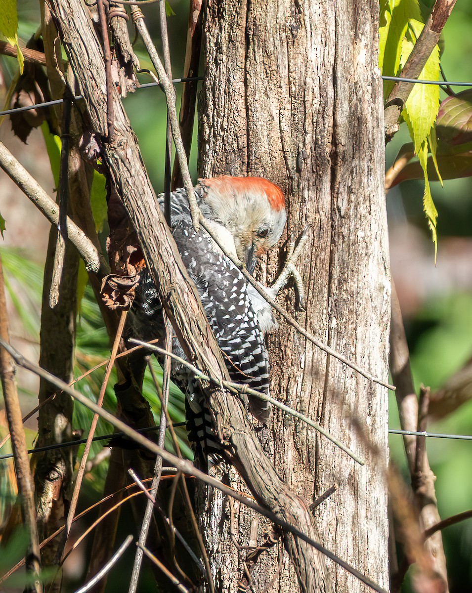 Red-bellied Woodpecker - ML644671671